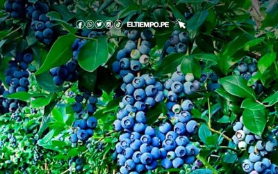 Sector agropecuario en Perú creció 8.8% en el primer semestre del 2025