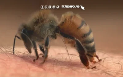 Cuidado con la picadura de abejas, puede tener un desenlace fatal: esto debes hacer según los especialistas