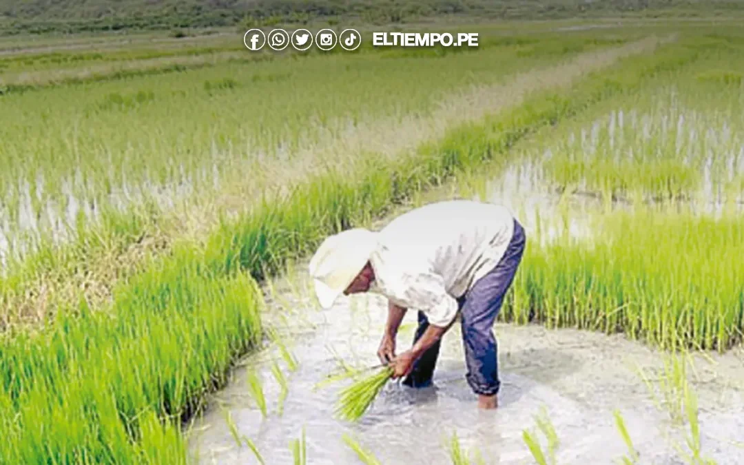 Fusarium amenaza a las parcelas del Chira