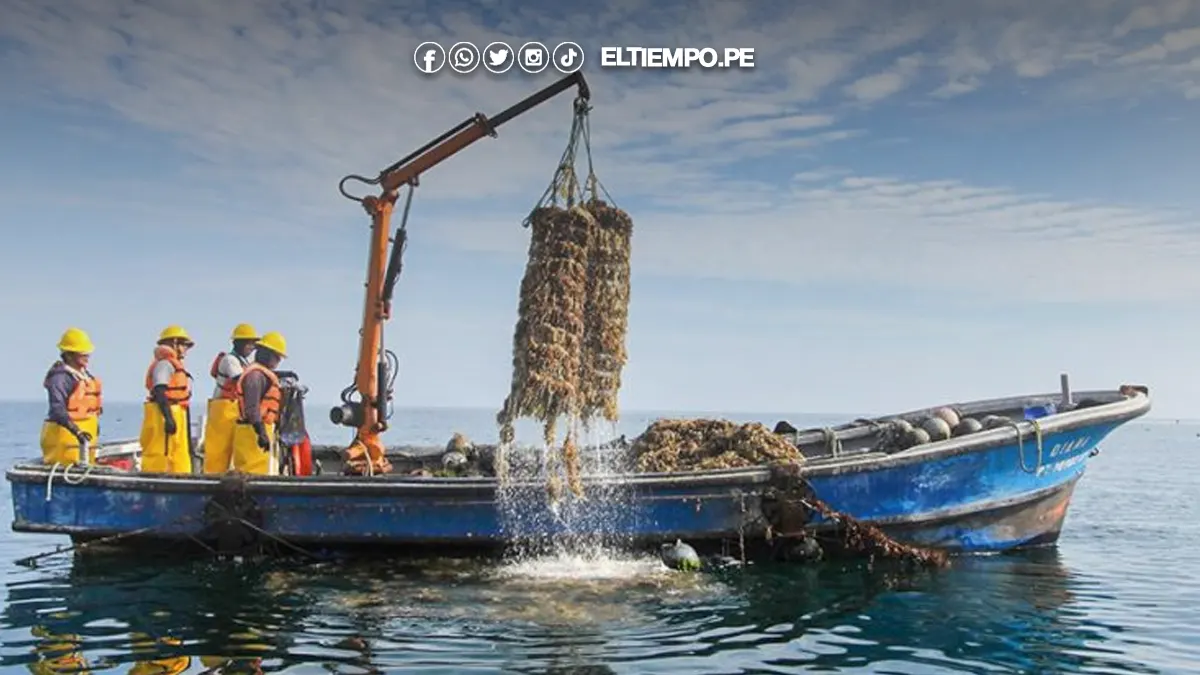 Concha de abanico concha de abanico