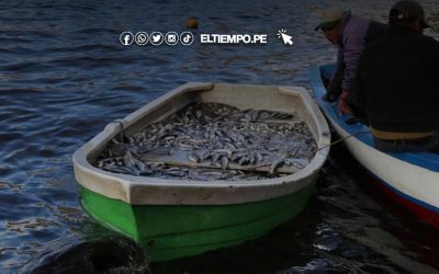 Puno lanza el Proyecto Pejerrey en el lago Titicaca y busca producir 20 toneladas anuales