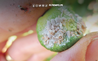 Lanzan alerta sobre la plaga Thrips que amenaza al agro