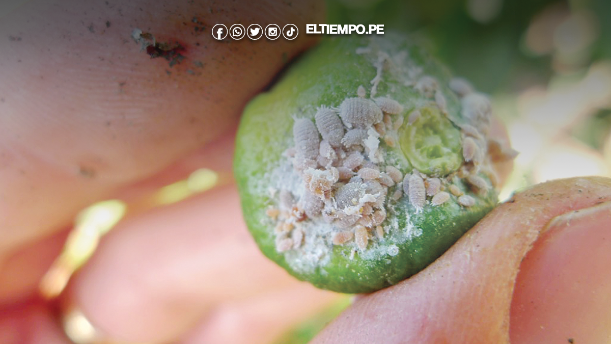 Lanzan alerta sobre la plaga Thrips que amenaza al agro Lanzan alerta sobre la plaga Thrips que amenaza al agro