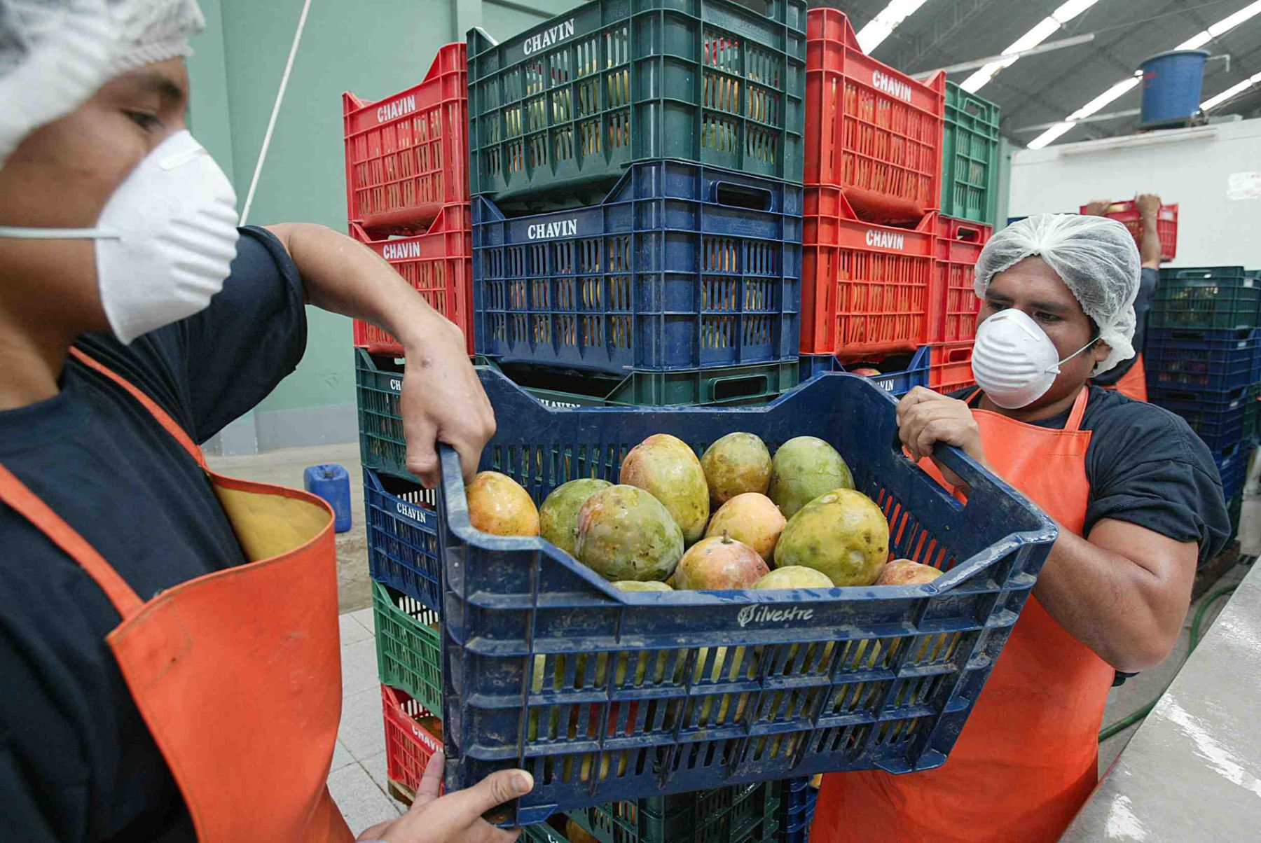 Mango piurano, entre los principales productos que se exportan en el Perú