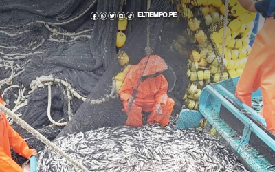 Piura: Esperan resultados de estudios de anchoveta