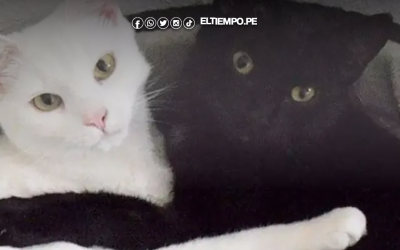 Ciudad española prohíbe adopción de gatos negros y blancos durante Halloween para evitar rituales y maltrato animal