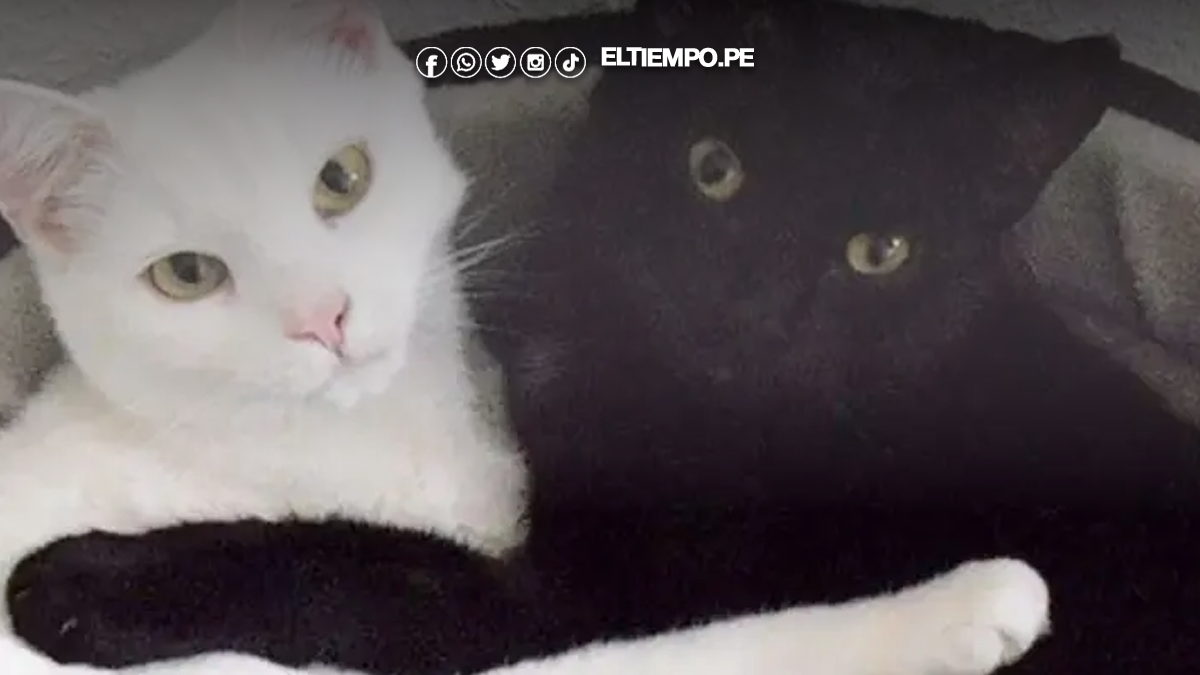 gato negro y gato blanco gato negro y gato blanco