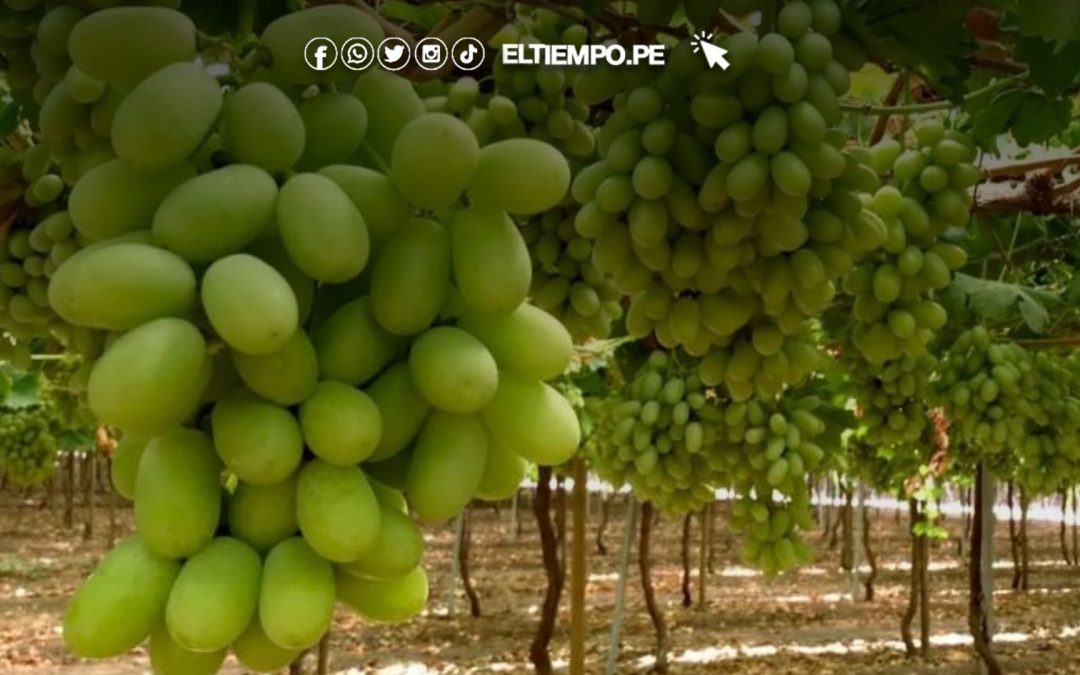 Agromercado impulsa negocios agrarios con plataforma digital que conecta oferta y demanda