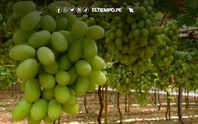 Agromercado impulsa negocios agrarios con plataforma digital que conecta oferta y demanda