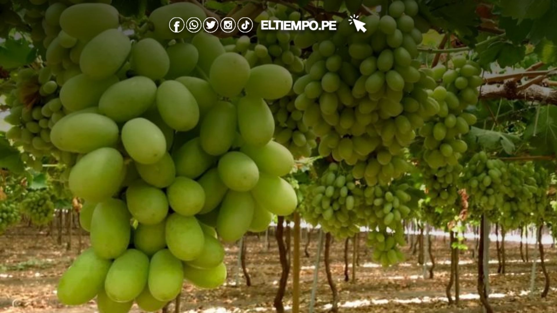 uva peruana exportación