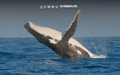 Tumbes en octubre: el destino perfecto para disfrutar sol, naturaleza y el espectáculo de las ballenas jorobadas
