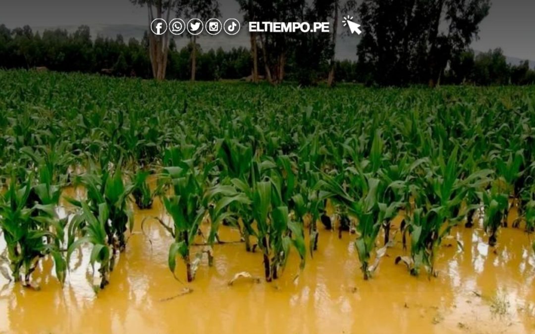 Destina más de S/ 2.2 millones para asegurar cultivos de pequeños agricultores en Cajamarca