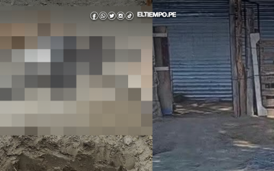 Catacaos: delincuentes saquean fundo agrícola y envenenan a 5 perros guardianes