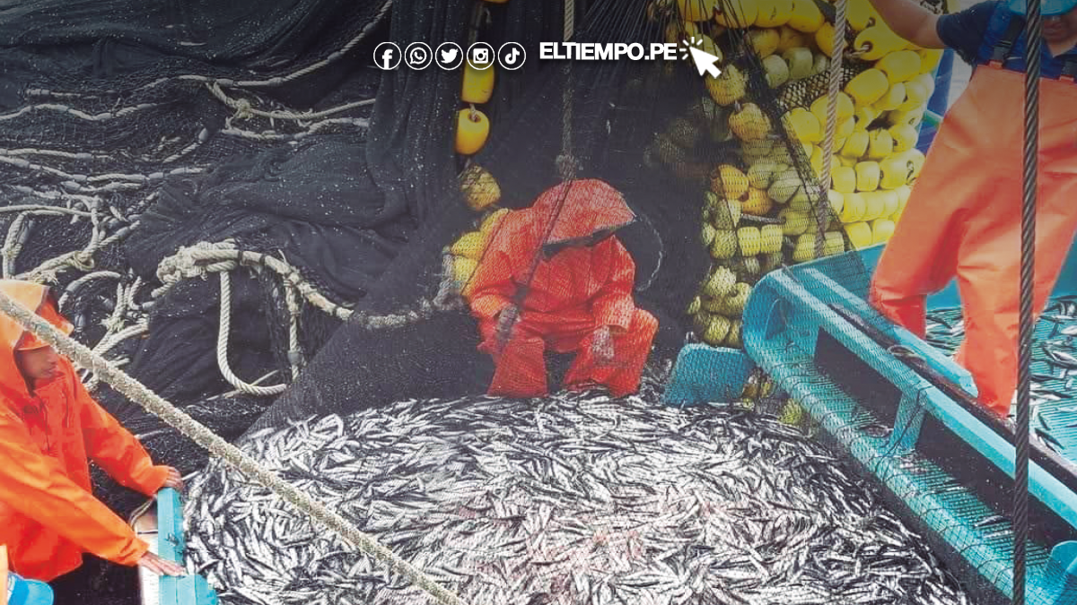 Fijan cuota de 1.63 mlls. de toneladas de anchoveta Fijan cuota de 1.63 mlls. de toneladas de anchoveta