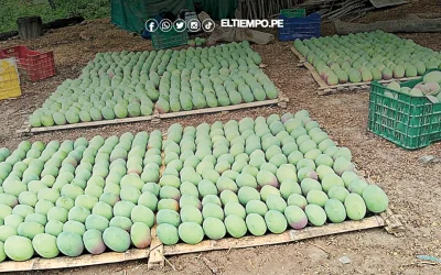 Proponen crear asociación para defender precio del mango