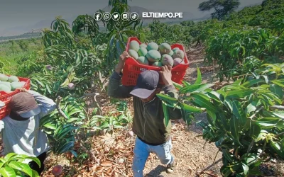 Piura: Piden tener cuidado con las plagas en el mango ante lluvias