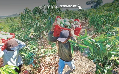 Lluvias inusuales elevan el riesgo agroclimático en Piura: advierten impactos en mango, arroz y algodón