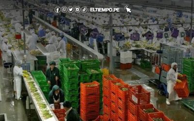 Agro piurano crece en un 11.1%: región se ubica sexta con mayor aporte del país