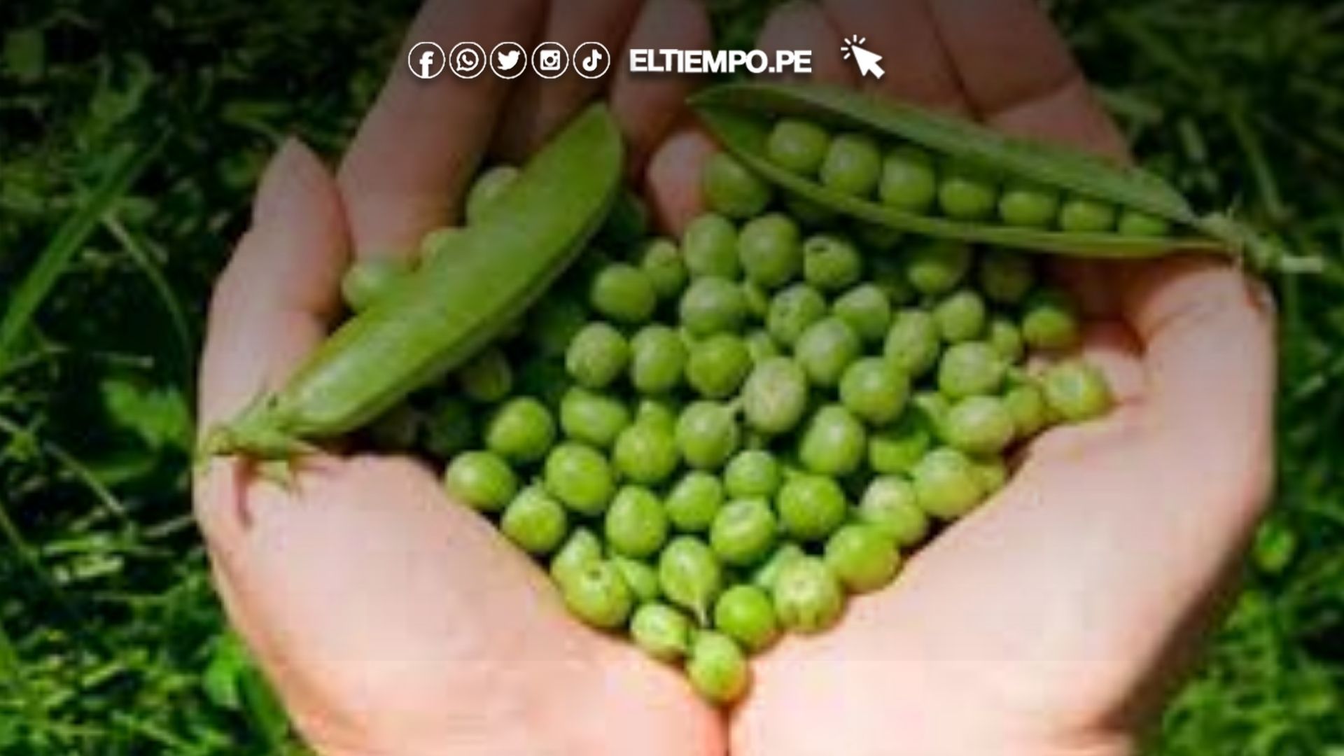 exportación alverja