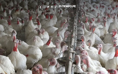 Midagri: Oferta comercial de pavos superará los 2 millones en fiestas de Navidad y Año Nuevo 2026