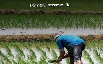 Bajo Piura: Con más de 350 MMC se augura una buena campaña