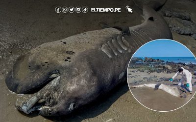 Encuentran otro tiburón megaboca en las playas de Piura