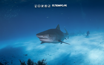 Adolescente muere tras ataque de tiburón en playa de Olinda, al noreste de Brasil