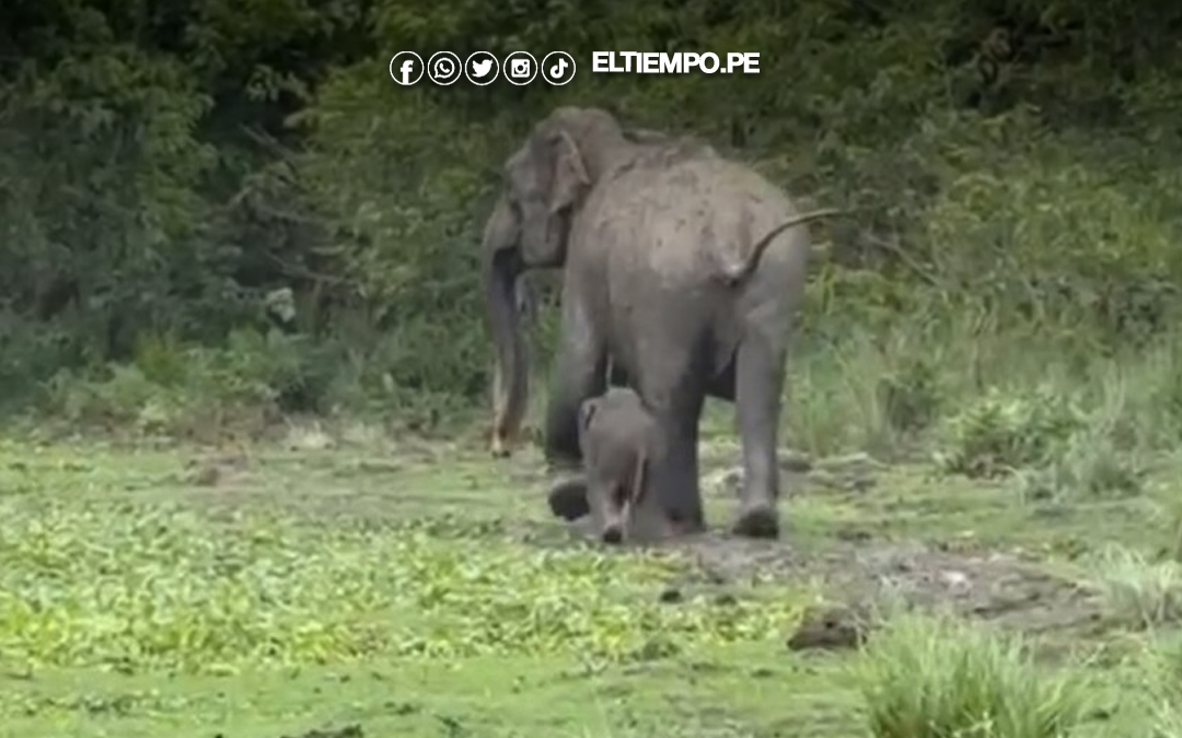 Elefantes llegarán al Perú: aprueban normas sanitarias para traerlos desde México