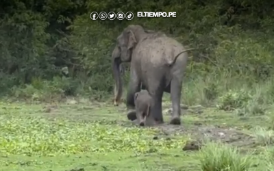 Elefantes llegarán al Perú: aprueban normas sanitarias para traerlos desde México