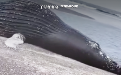 Talara: Ballena vara en La Brea-Negritos