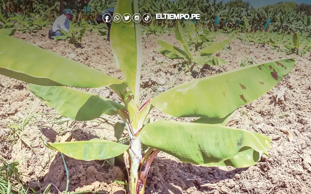 Impulsan proyectos de banano, mango y papa en beneficio de 25 mil productores