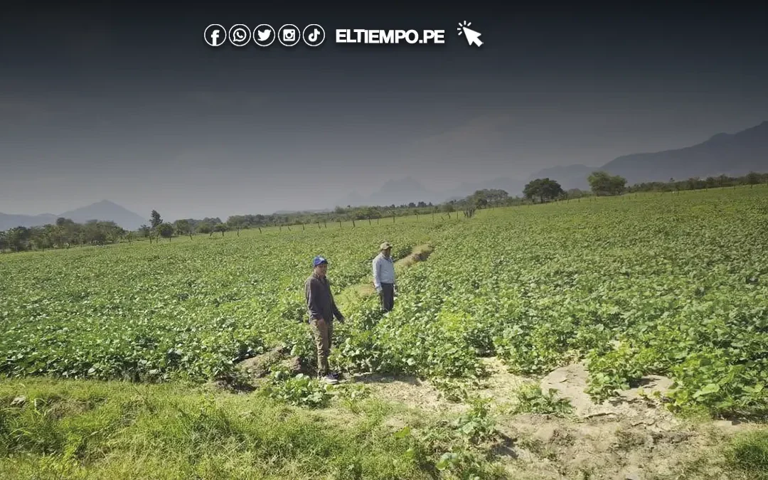 Piura: Dependen de lluvias para campaña de frijol