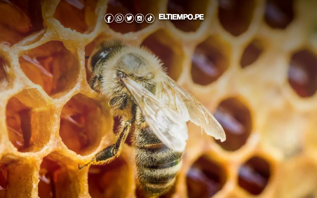 La miel peruana obtiene luz verde para ingresar al mercado de Paraguay