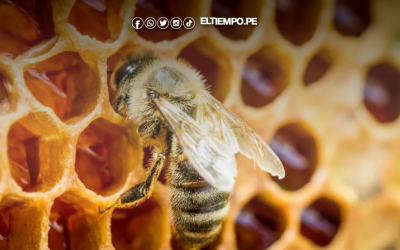 La miel peruana obtiene luz verde para ingresar al mercado de Paraguay