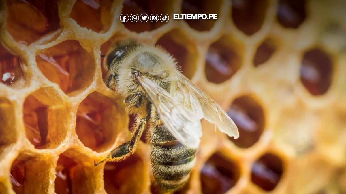 La miel peruana obtiene luz verde para ingresar al mercado de Paraguay