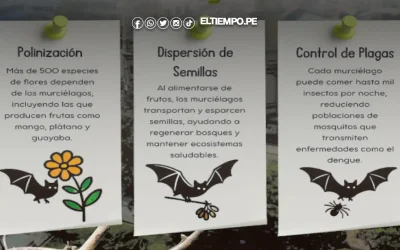 Los visitantes nocturnos de Piura: se alberga más de cincuenta especies de murciélagos