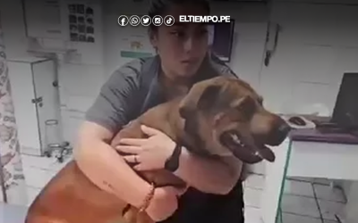 San Martín de Porres: perro es baleado al intentar defender a trabajadores durante asalto en grifo