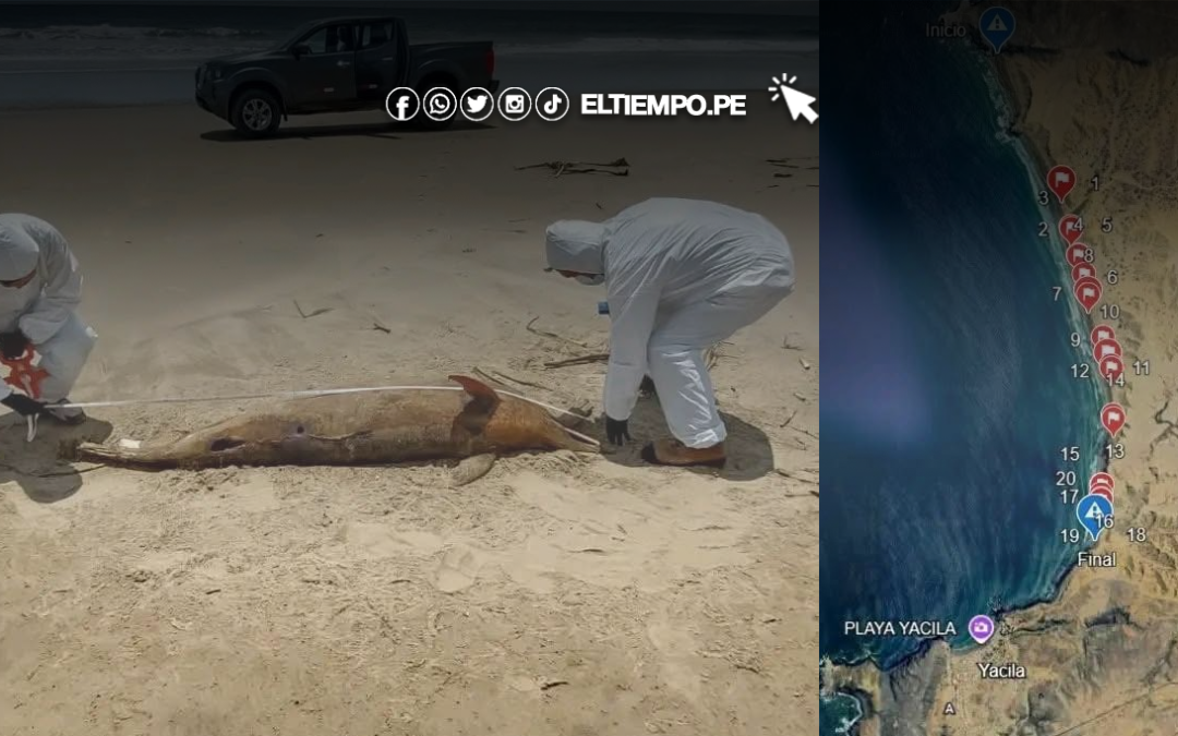 Alarma en el litoral piurano: 18 delfines y otras especies aparecen varados en playas de Yacila