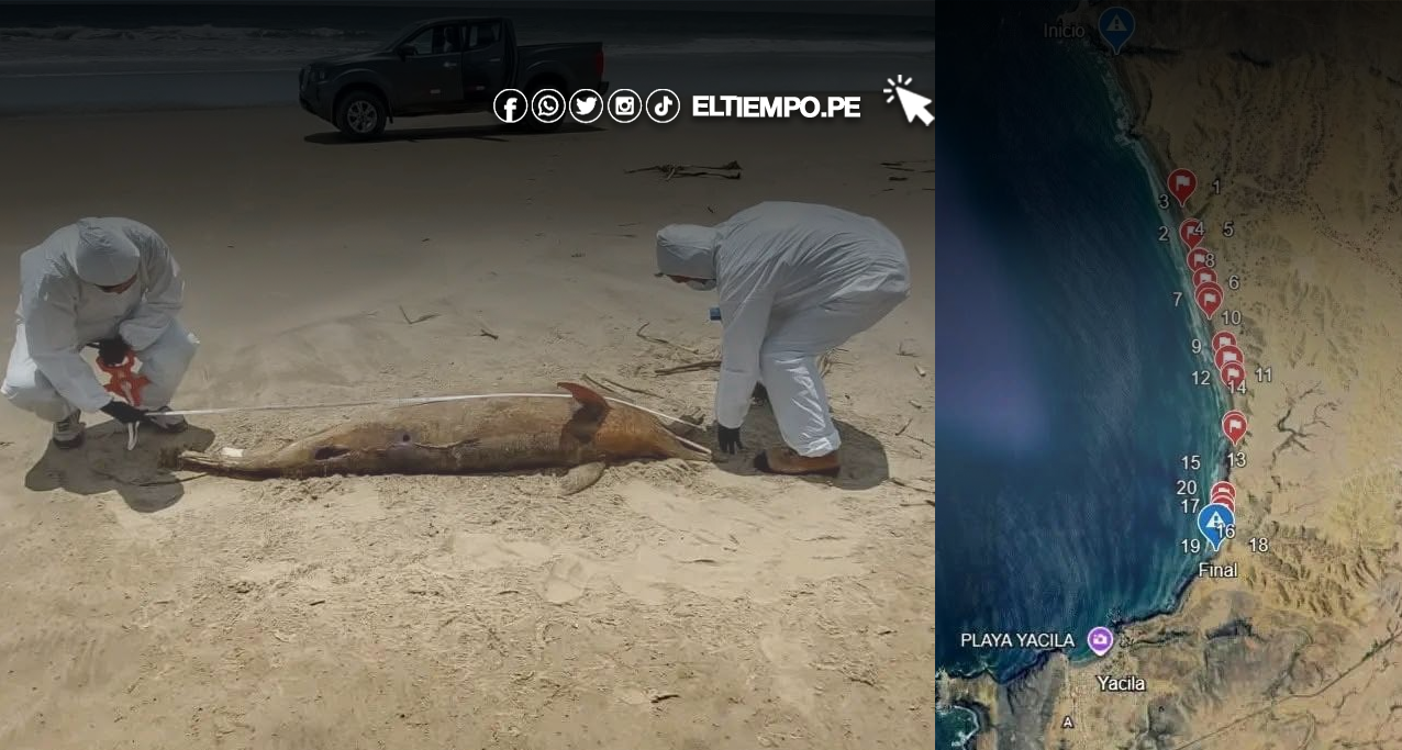 18 delfines y otras especies aparecen varados en playas de Yacila 18 delfines y otras especies aparecen varados en playas de Yacila