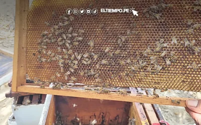 Piura: Apicultores exigen protección del bosque seco y mayor apoyo municipal
