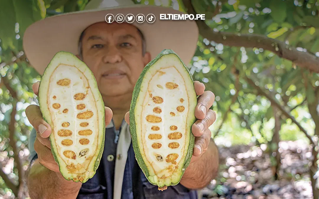 Cacao blanco de Piura gana premio de plata en Europa