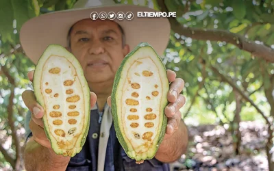 Cacao blanco de Piura gana premio de plata en Europa