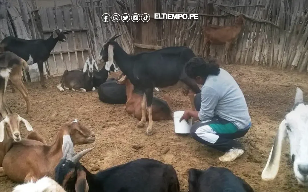 Piura es la principal región productora de caprinos del Perú