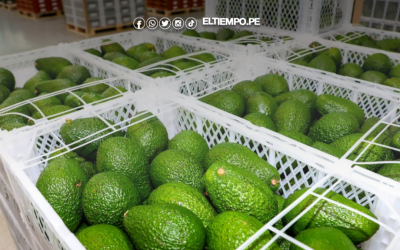 Pequeños productores agrarios se incorporarán a la cadena agroexportadora del país