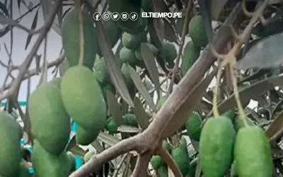 Senamhi: altas temperaturas en costa centro y sur afectan producción agrícola