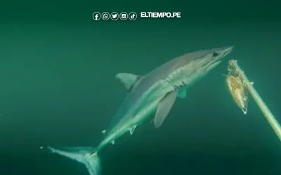 Investigadores registran por primera vez en video tiburones diamante en nuestro país