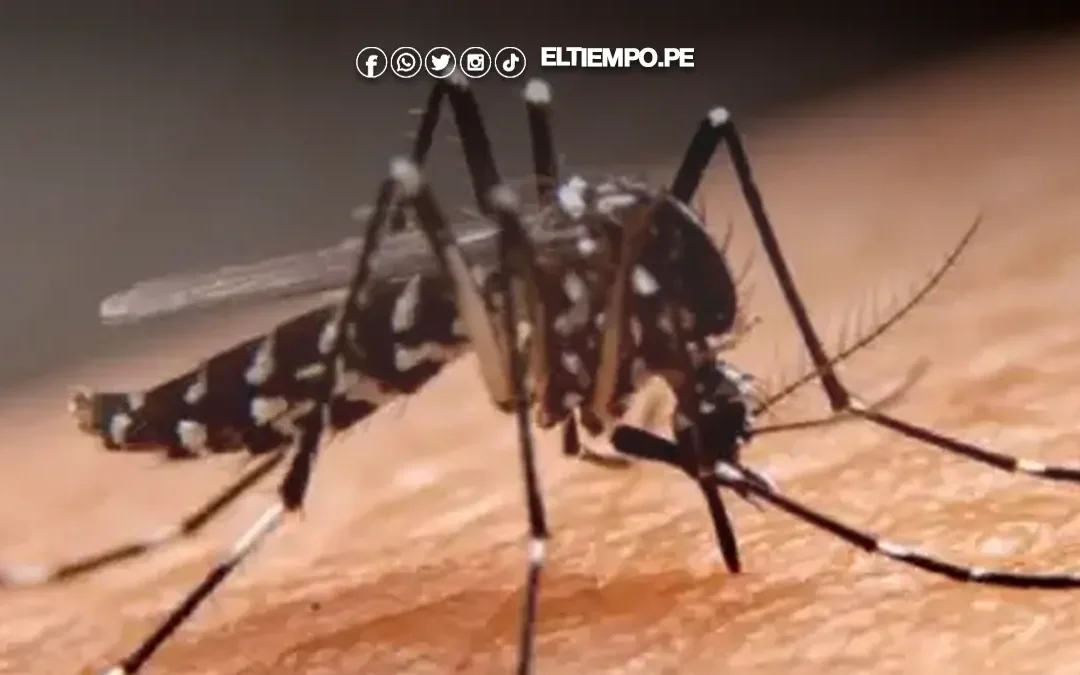 ¿Cómo prevenir picaduras y reducir el riesgo de dengue tras lluvias y huaicos?