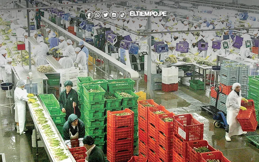 Piura registró envíos por US$ 4,161 millones en exportaciones