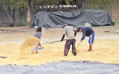 Producción de arroz local abastecerá a comedores