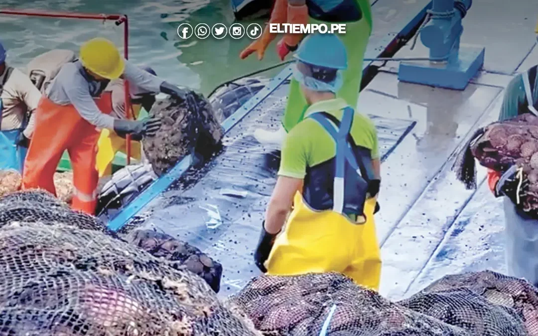 Niño costero afecta al 35% de cultivos de concha de abanico